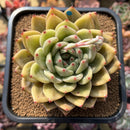 Echeveria 'Luna Solar' 4" Large Air Magic Hybrid Succulent Plant Cutting