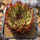 Echeveria Agavoides 'Maria' Crested 5" Large Succulent Plant Cutting