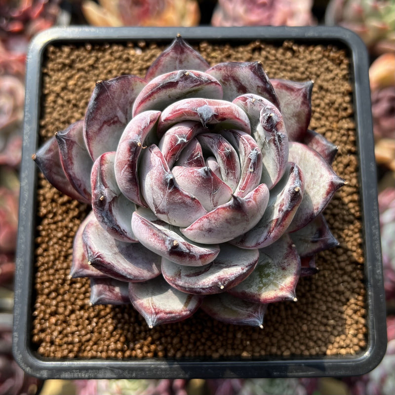 Echeveria 'Black Sabbath' 3 Echeveria 'Black Sabbath' 3