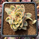 Echeveria 'Pulidonis' White Variegated 3" Succulent Plant Cutting