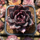 Echeveria 'Dark Chocolate' 2" Succulent Plant Cutting