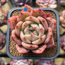 Echeveria 'Pink Champaign' 2" Succulent Plant Cutting
