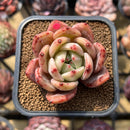 Echeveria 'Pink Champaign' 2" Succulent Plant Cutting