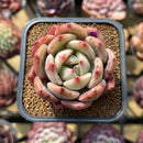Echeveria 'Pink Champaign' 2" Succulent Plant Cutting