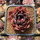 Echeveria 'Melodious' 2" Succulent Plant Cutting