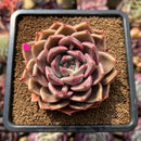 Echeveria 'Bella Rosa' 3" Succulent Plant Cutting