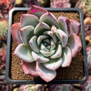 Echeveria 'Irene' 3" Succulent Plant Cutting