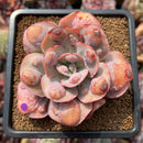 Echeveria 'Garden Bungalow' 3"-4" Succulent Plant Cutting