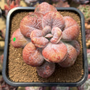 Echeveria 'Garden Bungalow' 3"-4" Succulent Plant Cutting