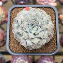 Echeveria 'Hearts Choice' 2"-3" Succulent Plant Cutting