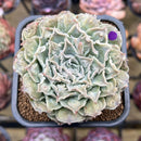 Echeveria 'Hearts Choice' 2"-3" Succulent Plant Cutting