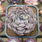 Echeveria 'Hearts Choice' 2"-3" Succulent Plant Cutting