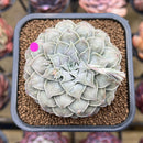 Echeveria 'Hearts Choice' 2"-3" Succulent Plant Cutting
