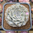 Echeveria 'Hearts Choice' 2"-3" Succulent Plant Cutting