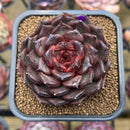 Echeveria 'Black Pearl' Selected Clone 3" Succulent Plant Cutting