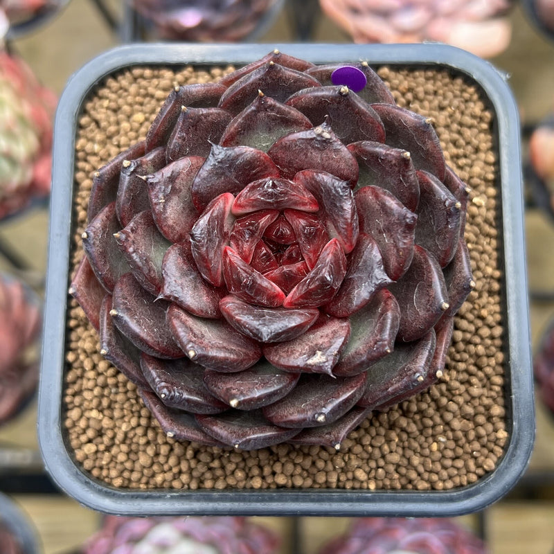 black pearl succulent Echeveria 'Black Pearl' Selected Clone 3