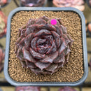 Echeveria 'Black Coco' 2" Succulent Plant Cutting