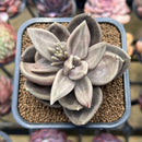 Echeveria 'Xichuensis' 2" Succulent Plant
