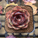 Echeveria 'Melodious' 2" Succulent Plant Cutting