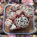 Echeveria 'Nanahukumini' 2" Cluster Succulent Plant