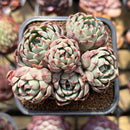 Echeveria 'Nanahukumini' 2" Cluster Succulent Plant