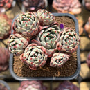 Echeveria 'Nanahukumini' 2" Cluster Succulent Plant