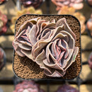 Echeveria 'Butterfly' 2" Cluster Succulent Plant Cutting