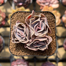 Echeveria 'Butterfly' 2" Cluster Succulent Plant Cutting