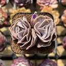 Echeveria 'Butterfly' 2" Cluster Succulent Plant Cutting