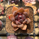 Echeveria 'Black Machine' 2" Succulent Plant Cutting