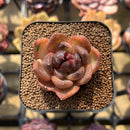 Echeveria 'Black Machine' 2" Succulent Plant Cutting