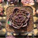 Echeveria 'Black Queen' Hybrid 2" Air Magic Seed-Grown Hybrid Succulent Plant