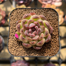 Echeveria 'Black Queen' Hybrid 2" Air Magic Seed-Grown Hybrid Succulent Plant