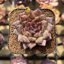 Echeveria 'Black Queen' Hybrid 2" Air Magic Seed-Grown Hybrid Succulent Plant