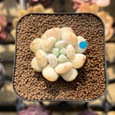 Echeveria Hybrid sp. 1"-2" Seed-Grown Unique Individual Succulent Plant Cutting