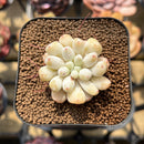 Echeveria Hybrid sp. 1"-2" Seed-Grown Unique Individual Succulent Plant Cutting