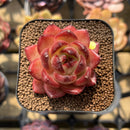 Echeveria 'Lovebird' 2" Succulent Plant Cutting