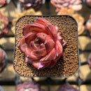 Echeveria 'Lovebird' 2" Succulent Plant Cutting