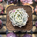 Echeveria 'Onslow' Variegated 2" Succulent Plant Cutting
