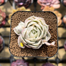 Echeveria 'Onslow' Variegated 2" Succulent Plant Cutting