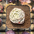 Echeveria 'Onslow' Variegated 2" Succulent Plant Cutting