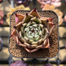 Echeveria 'Sarabony' 2" Succulent Plant Cutting