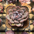 Echeveria 'Purple Stone' 2" Succulent Plant
