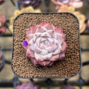 Echeveria 'Peach Queen' 2" Succulent Plant Cutting