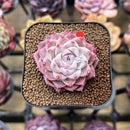 Echeveria 'Peach Queen' 2" Succulent Plant Cutting