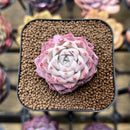 Echeveria 'Peach Queen' 2" Succulent Plant Cutting