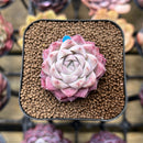 Echeveria 'Peach Queen' 2" Succulent Plant Cutting