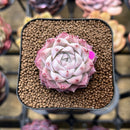 Echeveria 'Peach Queen' 2" Succulent Plant Cutting