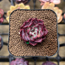 Echeveria 'Sarahime' 1" Succulent Plant