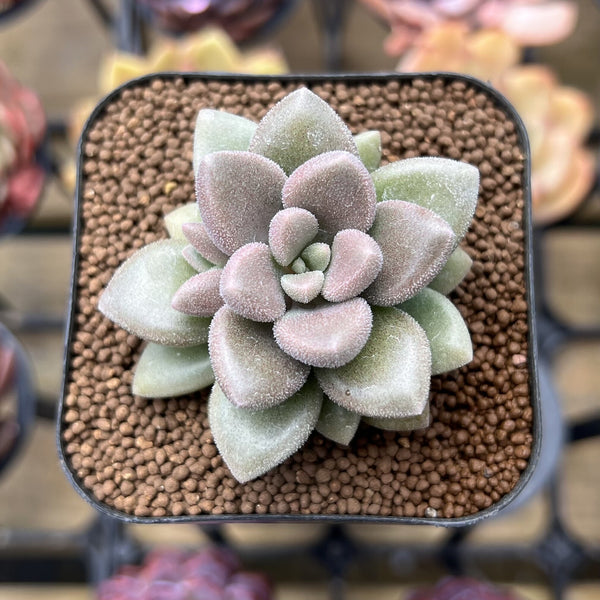 air magic succulents Echeveria 'Angels Kiwi' 2" Air Magic Hybrid Succulent Plant – True  Succulents Plant Co